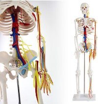 [해외] 인체 해부학 모형 Scientific Mini Human Skeleton Model with Heart and Blood Vessel Model 33 Inch Tall. [B07SCP1PRD]